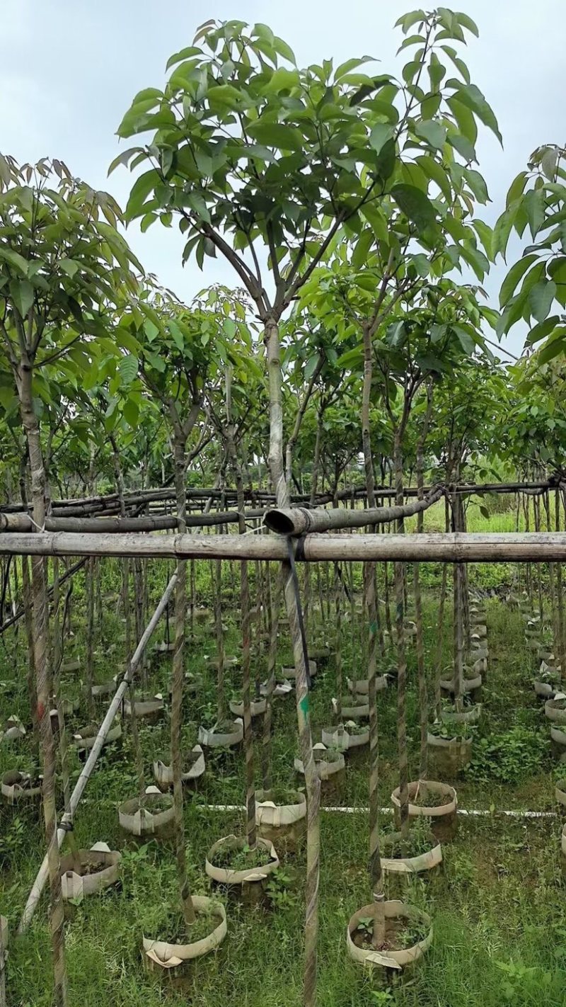 绣球紫花风铃木基地直销规格齐全欢迎老板来电咨询合作
