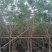 绣球紫花风铃木基地直销规格齐全欢迎老板来电咨询合作