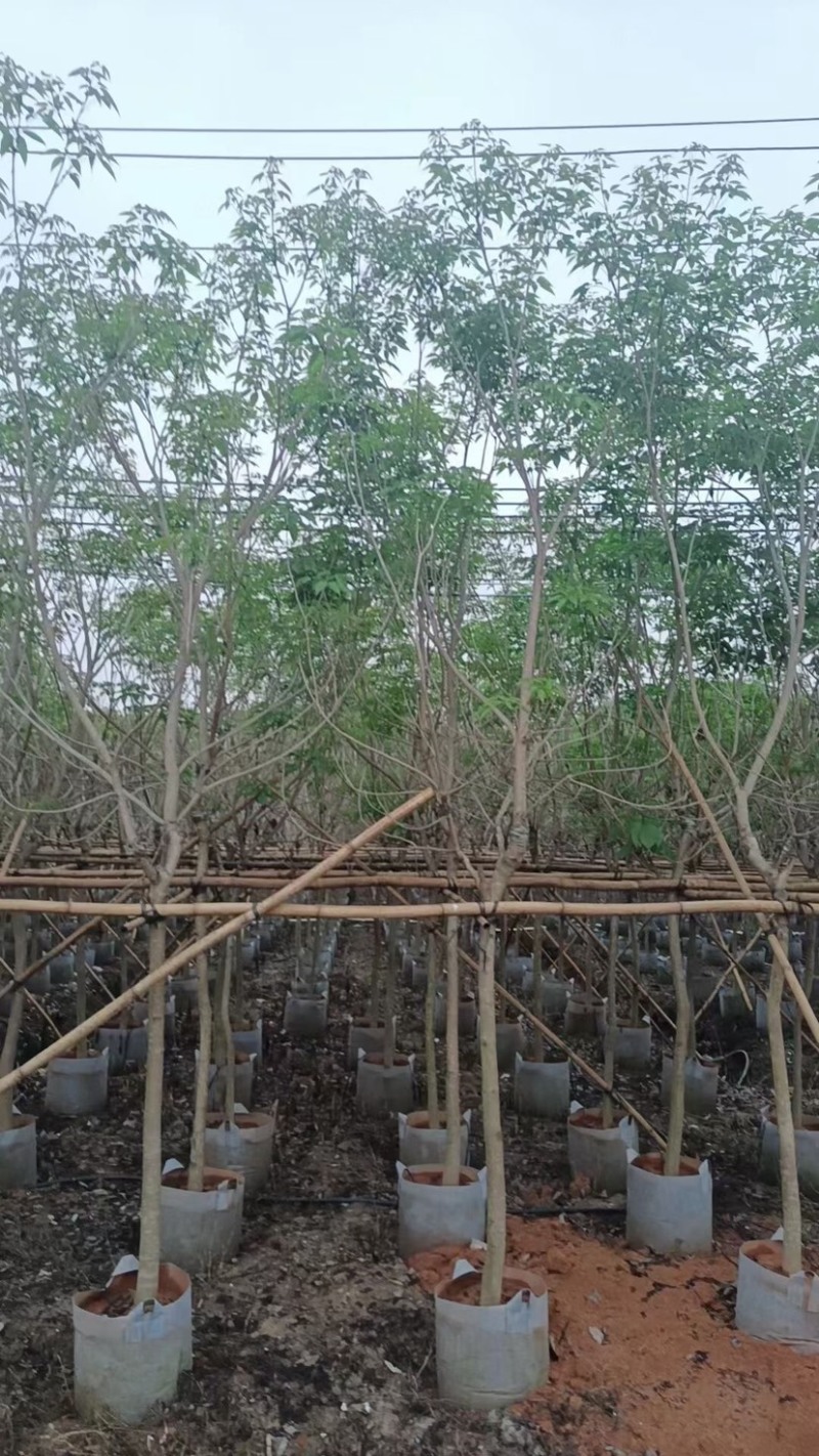 绣球紫花风铃木基地直销规格齐全欢迎老板来电咨询合作
