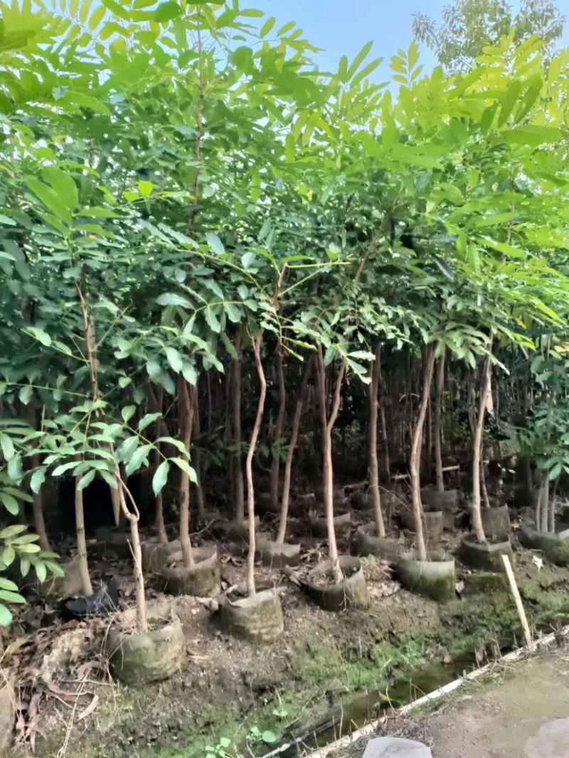 原生苗桃花心木基地直销规格齐全欢迎老板来电咨询合作