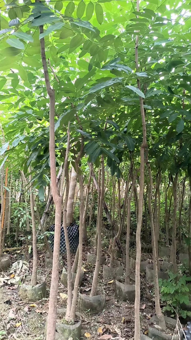 原生苗桃花心木基地直销规格齐全欢迎老板来电咨询合作