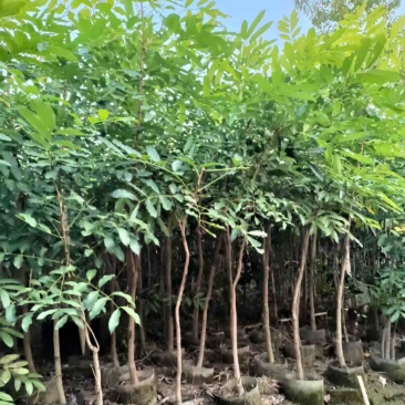 原生苗桃花心木基地直销规格齐全欢迎老板来电咨询合作