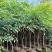 原生苗桃花心木基地直销规格齐全欢迎老板来电咨询合作