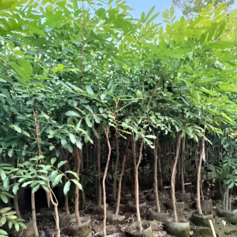 原生苗桃花心木基地直销规格齐全欢迎老板来电咨询合作