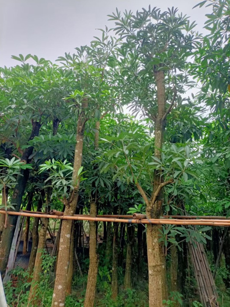 灯台树/盆架子基地直销规格齐全欢迎老板来电咨询合作