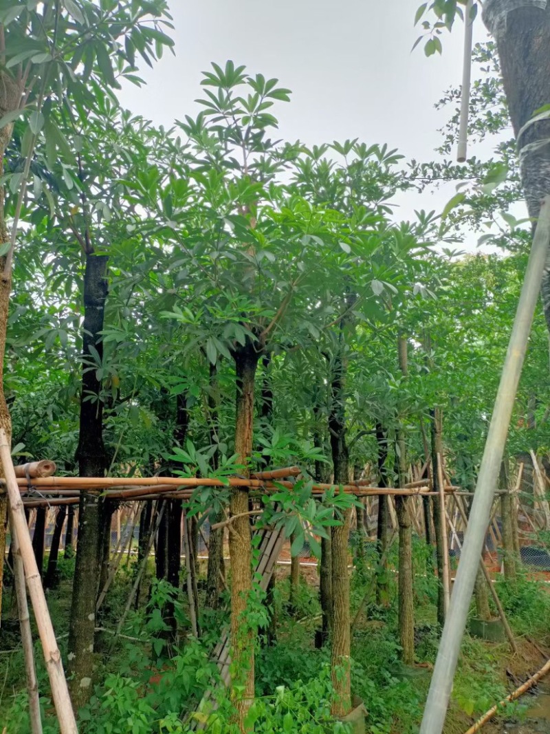 灯台树/盆架子基地直销规格齐全欢迎老板来电咨询合作