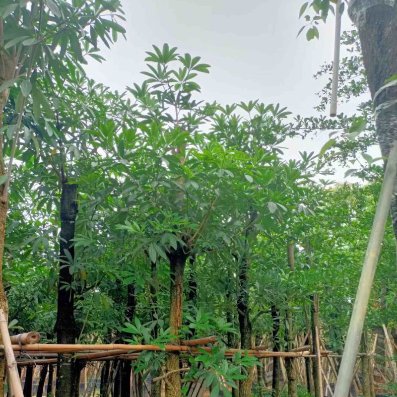 灯台树/盆架子基地直销规格齐全欢迎老板来电咨询合作