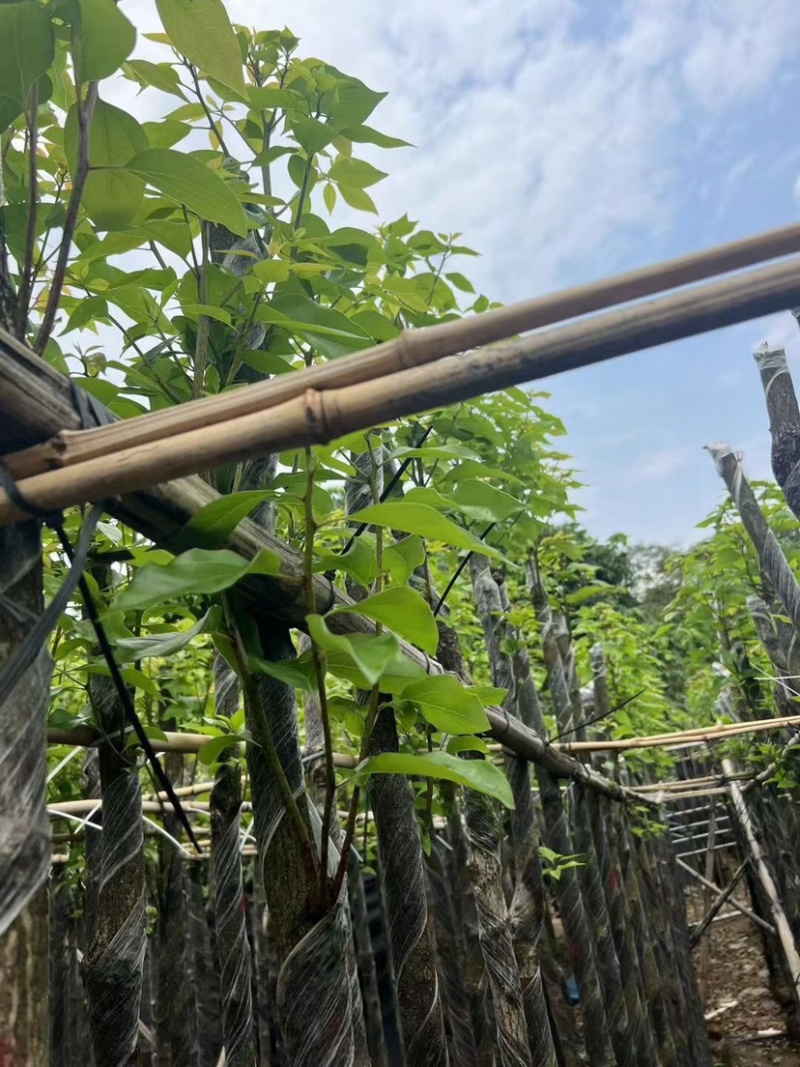 香樟3～5公分基地直销规格齐全欢迎老板来电咨询合作
