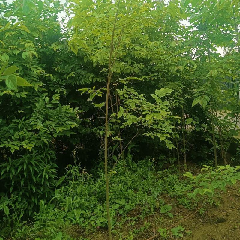 朴树幼苗批发，规格0.5-3公分，数量上万株，诚信经营价