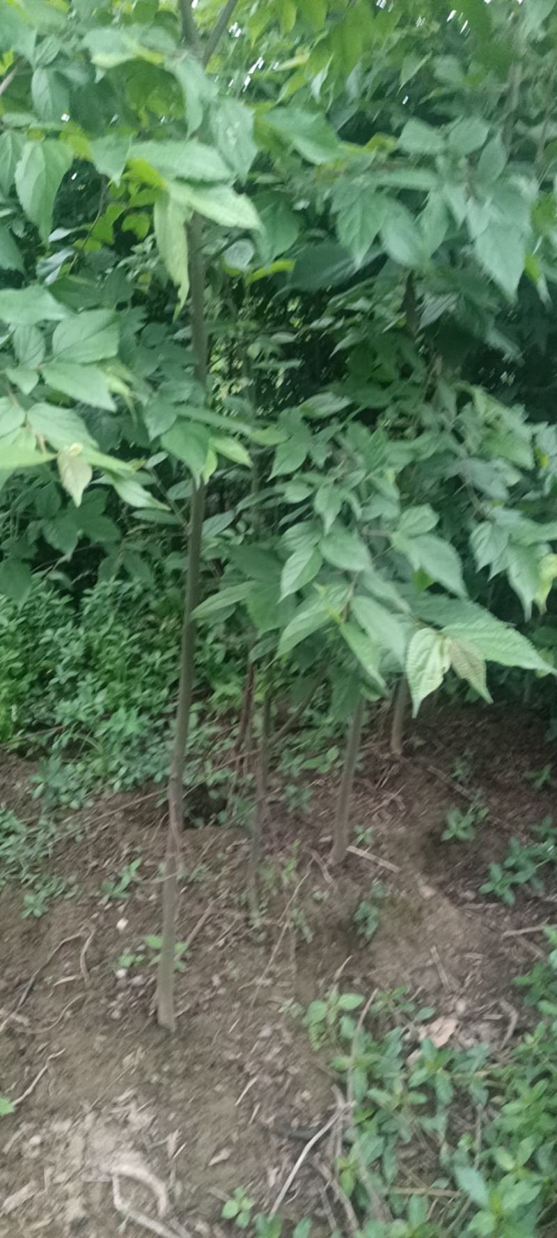 朴树幼苗批发，规格0.5-3公分，数量上万株，诚信经营价