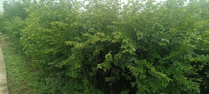 朴树幼苗批发，规格0.5-3公分，数量上万株，诚信经营价