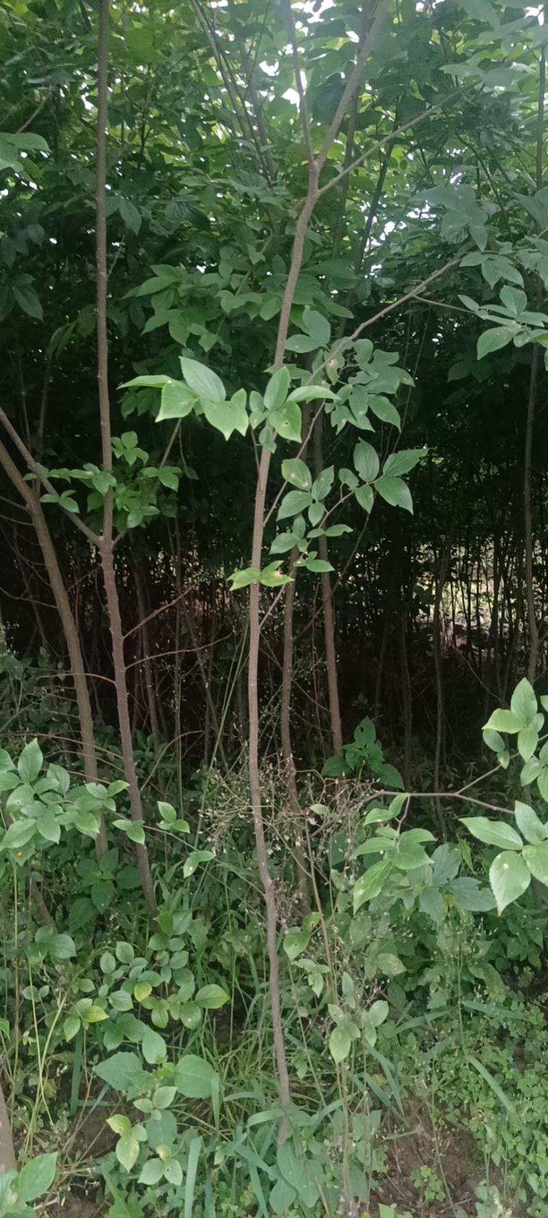 朴树幼苗批发，规格0.5-3公分，数量上万株，诚信经营价