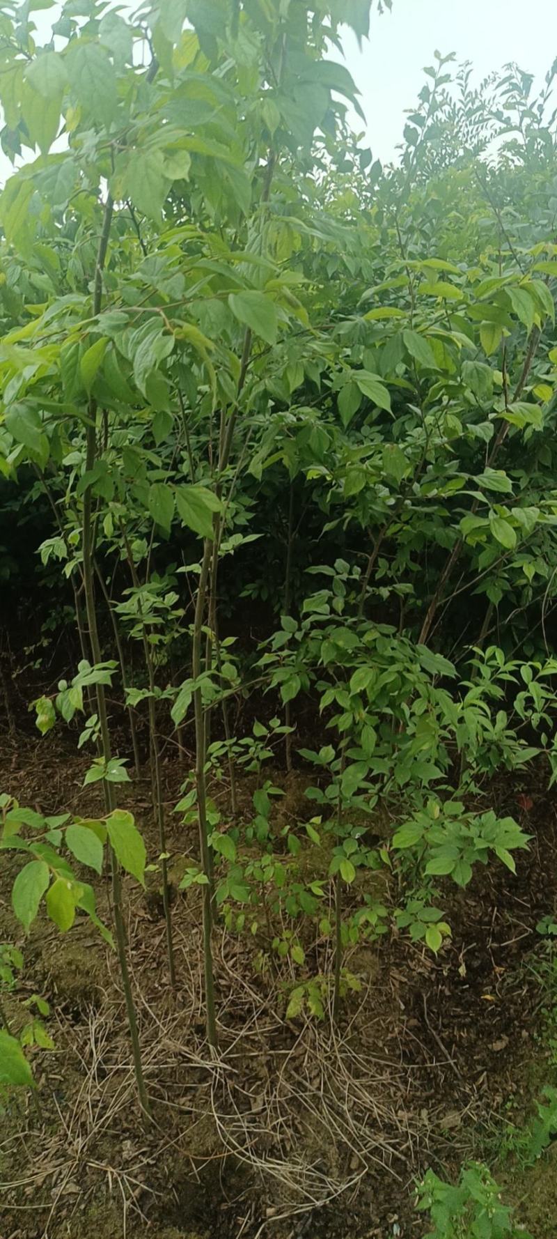 朴树幼苗批发，规格0.5-3公分，数量上万株，诚信经营价