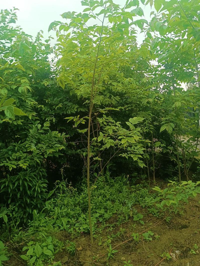 朴树幼苗批发，规格0.5-3公分，数量上万株，诚信经营价