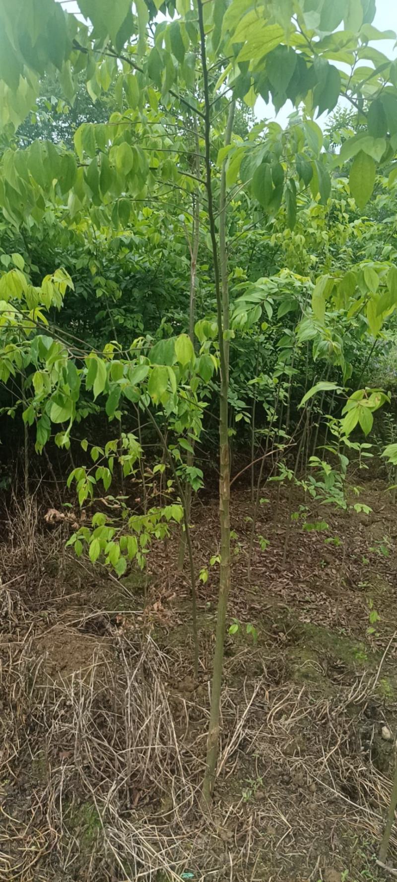 朴树幼苗批发，规格0.5-3公分，数量上万株，诚信经营价