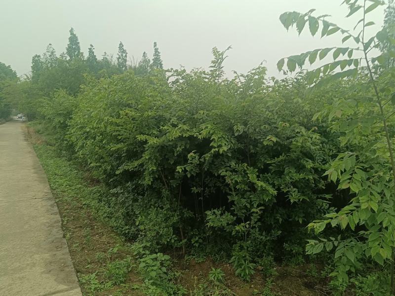朴树幼苗批发，规格0.5-3公分，数量上万株，诚信经营价