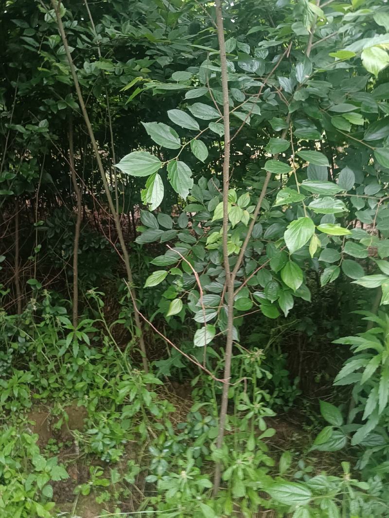 朴树幼苗批发，规格0.5-3公分，数量上万株，诚信经营价