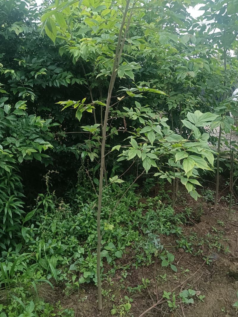 朴树幼苗批发，规格0.5-3公分，数量上万株，诚信经营价