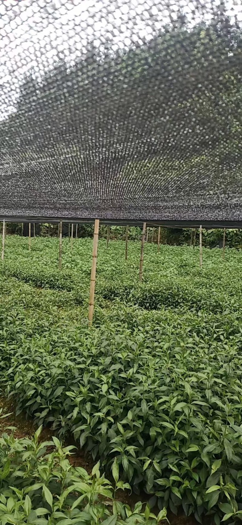 草珊瑚苗