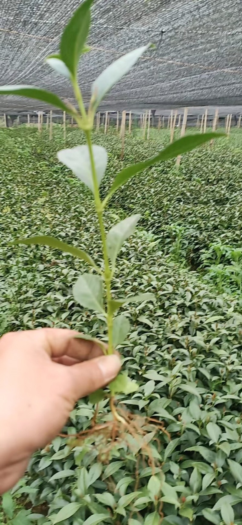 草珊瑚苗