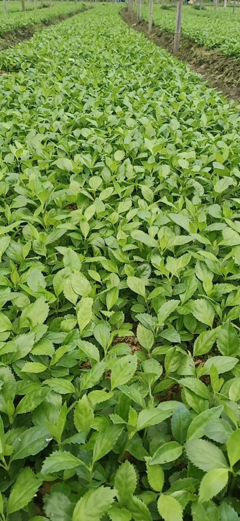 草珊瑚苗