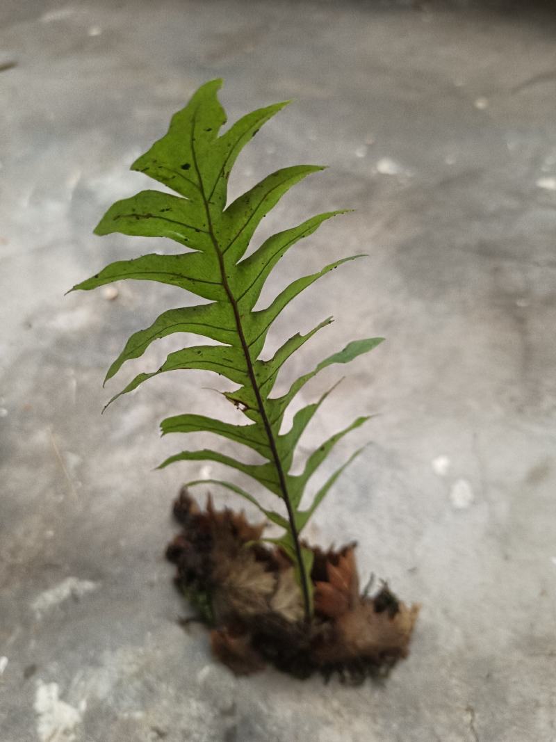 骨碎补