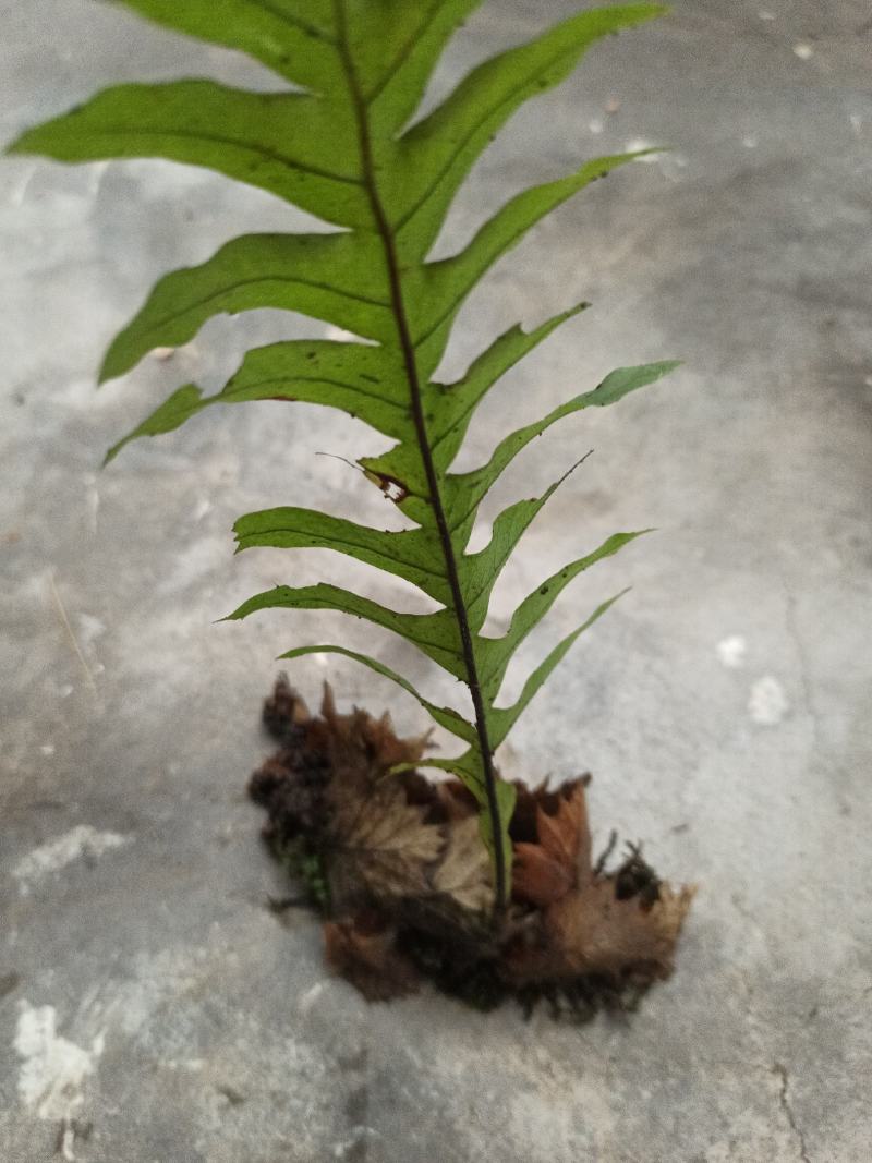 骨碎补