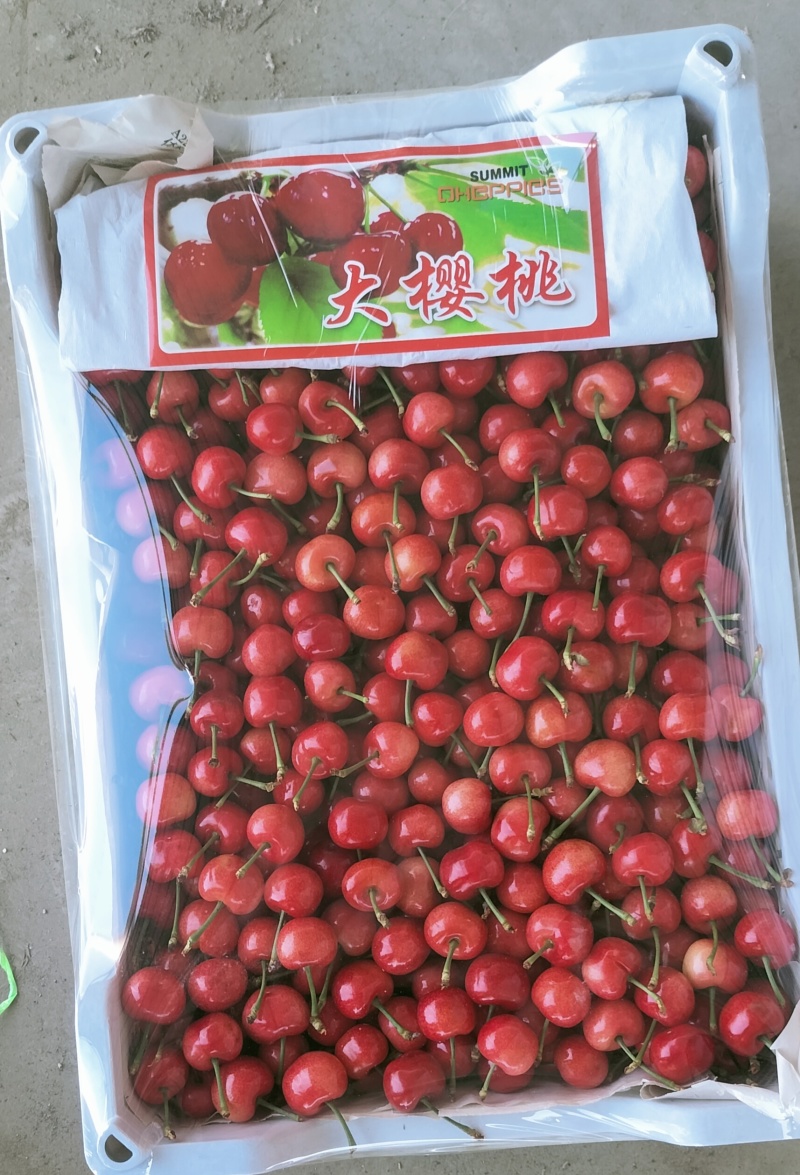 烟台露天大樱桃美早先锋水晶萨米特斯特勒产地直发