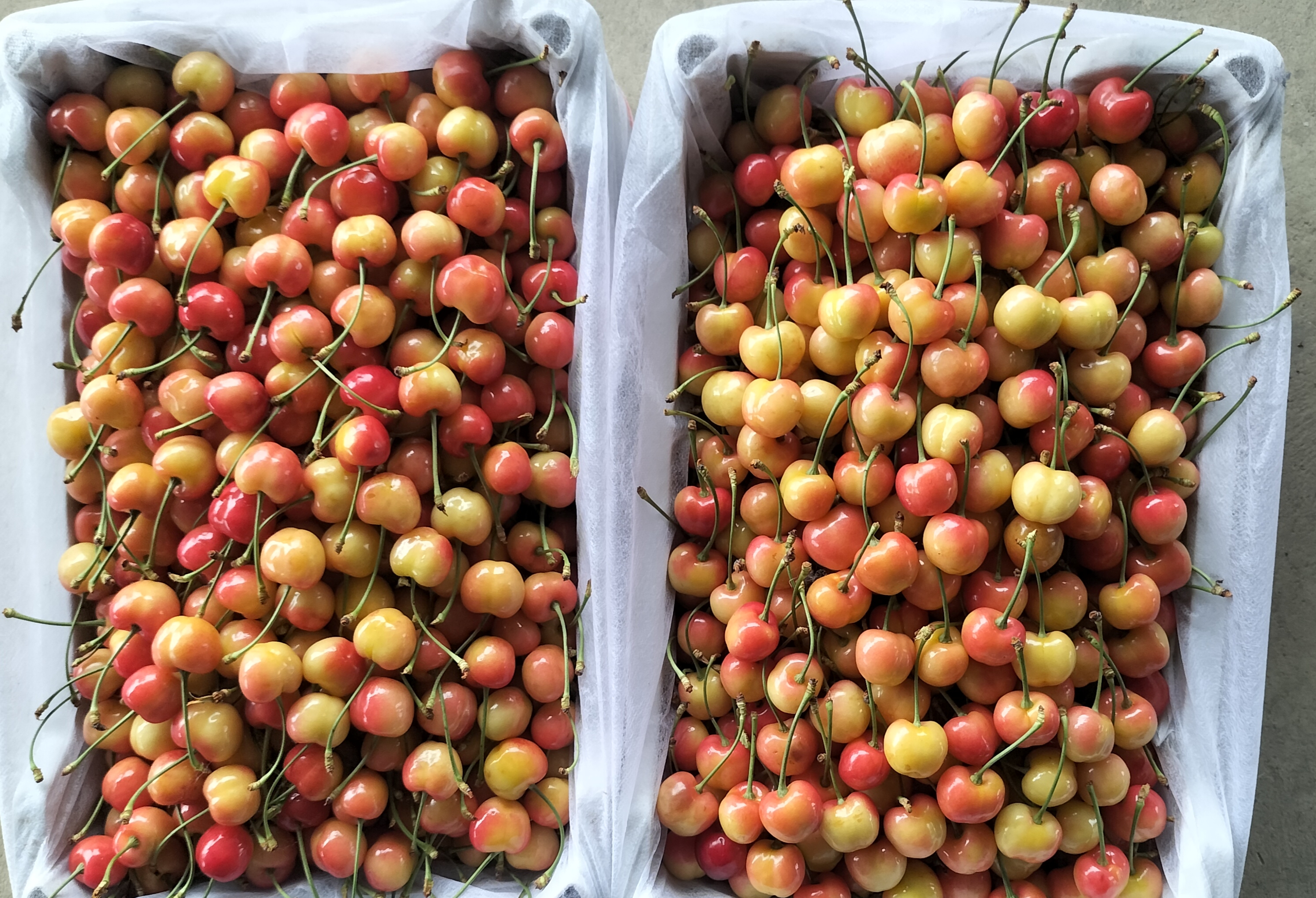 特早蜜橘礼盒包装示意图