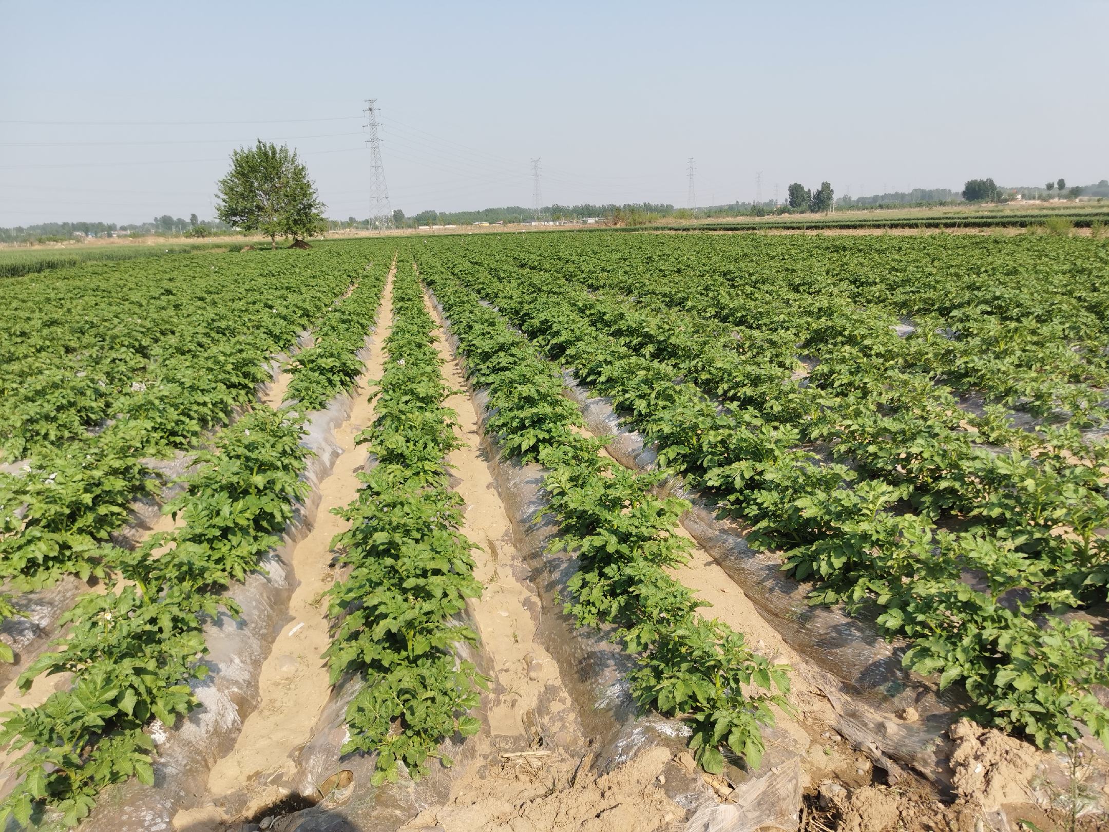 黄心土豆种植基地