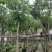 紫花风铃木嫁接苗基地直销规格齐全欢迎老板来电咨询合作