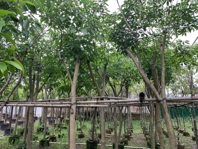 紫花风铃木嫁接苗基地直销规格齐全欢迎老板来电咨询合作