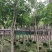 紫花风铃木嫁接苗基地直销规格齐全欢迎老板来电咨询合作