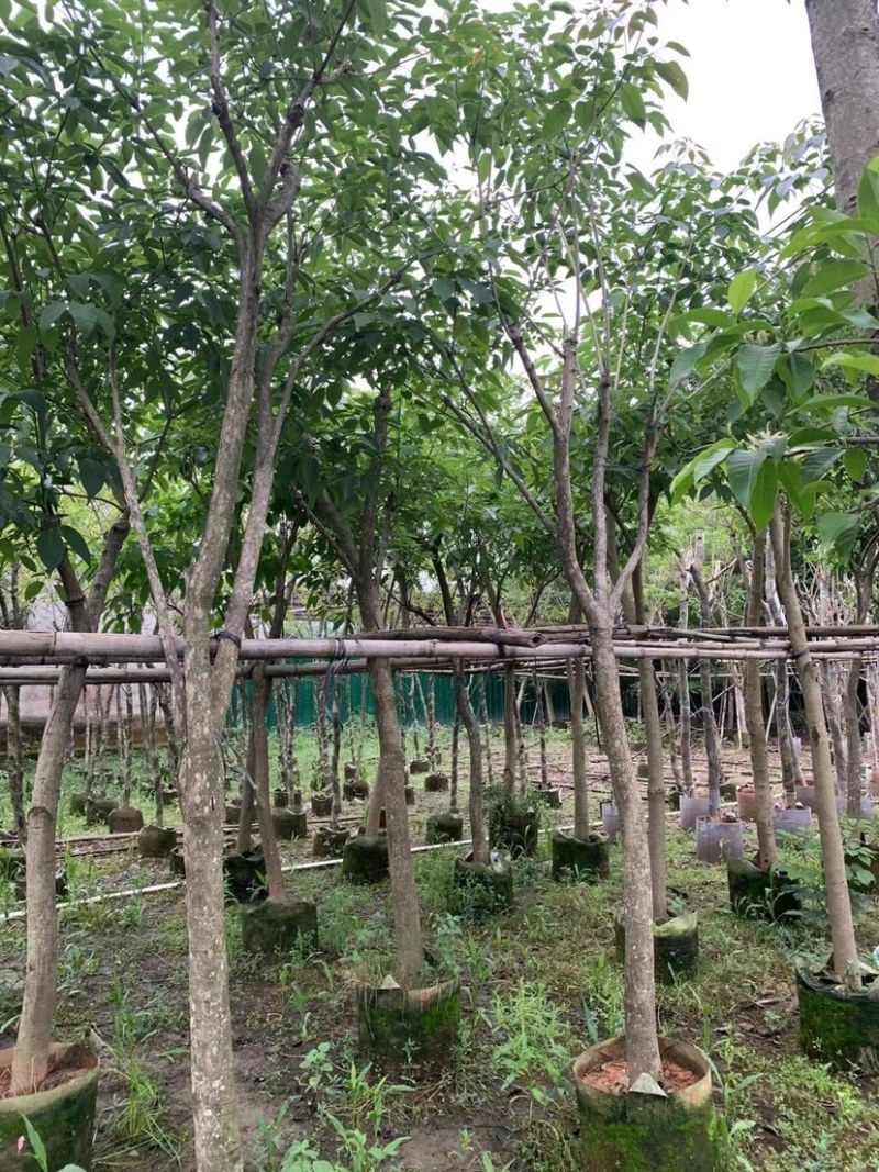 紫花风铃木嫁接苗基地直销规格齐全欢迎老板来电咨询合作