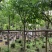 紫花风铃木嫁接苗基地直销规格齐全欢迎老板来电咨询合作