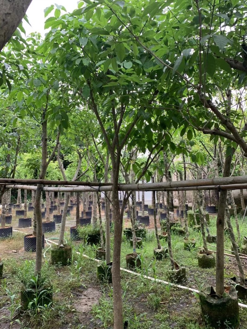 紫花风铃木嫁接苗基地直销规格齐全欢迎老板来电咨询合作