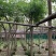 紫花风铃木嫁接苗基地直销规格齐全欢迎老板来电咨询合作