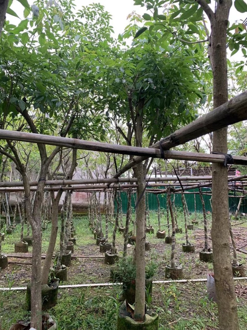 紫花风铃木嫁接苗基地直销规格齐全欢迎老板来电咨询合作
