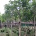 紫花风铃木嫁接苗基地直销规格齐全欢迎老板来电咨询合作