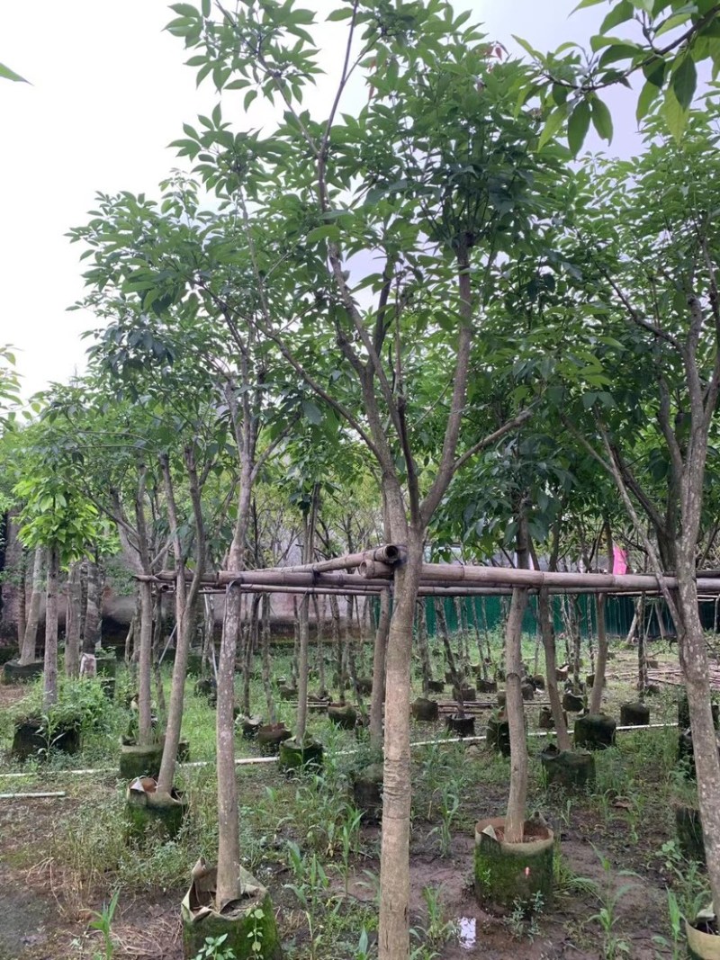 紫花风铃木嫁接苗基地直销规格齐全欢迎老板来电咨询合作