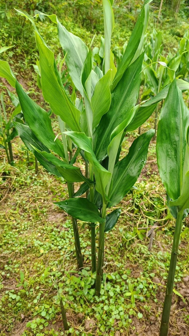 阳荷姜阳荷笋阳荷农家种植