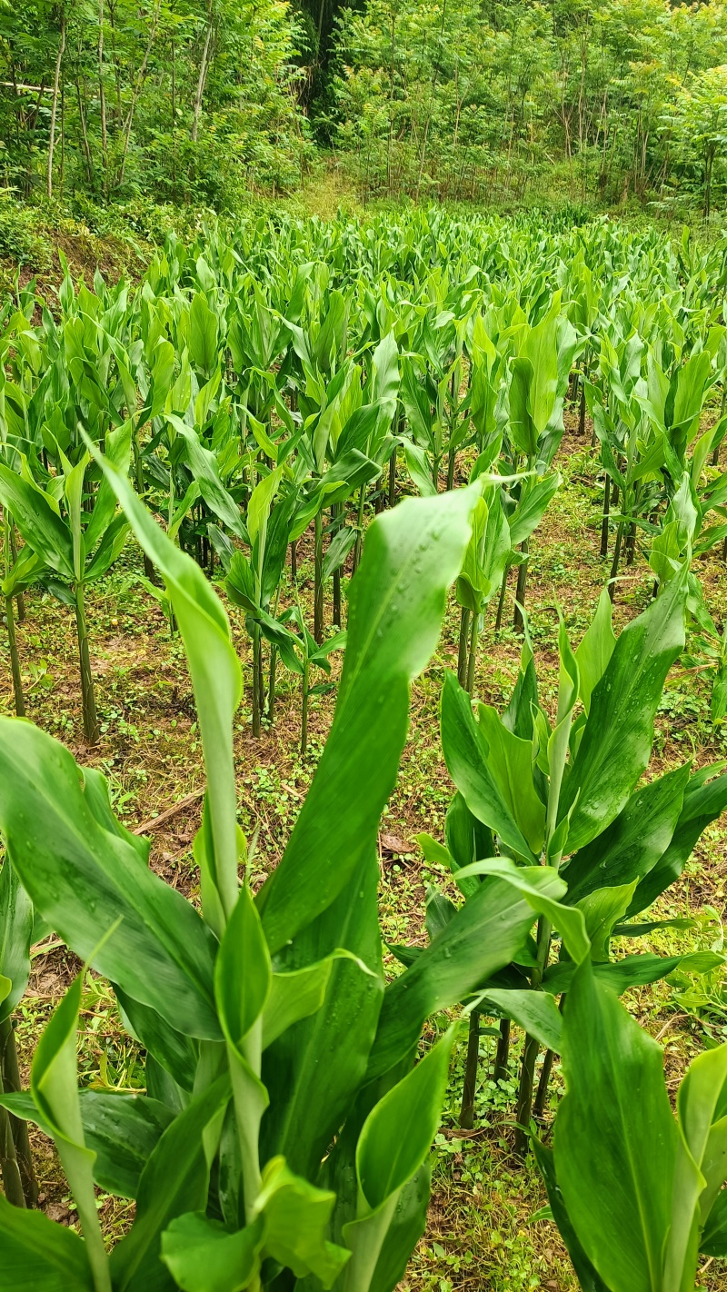 阳荷姜阳荷笋阳荷农家种植