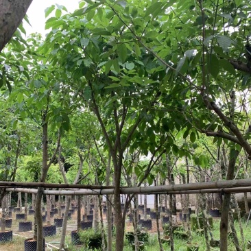 紫花风铃木嫁接苗基地直销规格齐全欢迎老板来电咨询合作