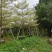 锦叶榄仁树基地直销规格齐全欢迎老板来电咨询合作