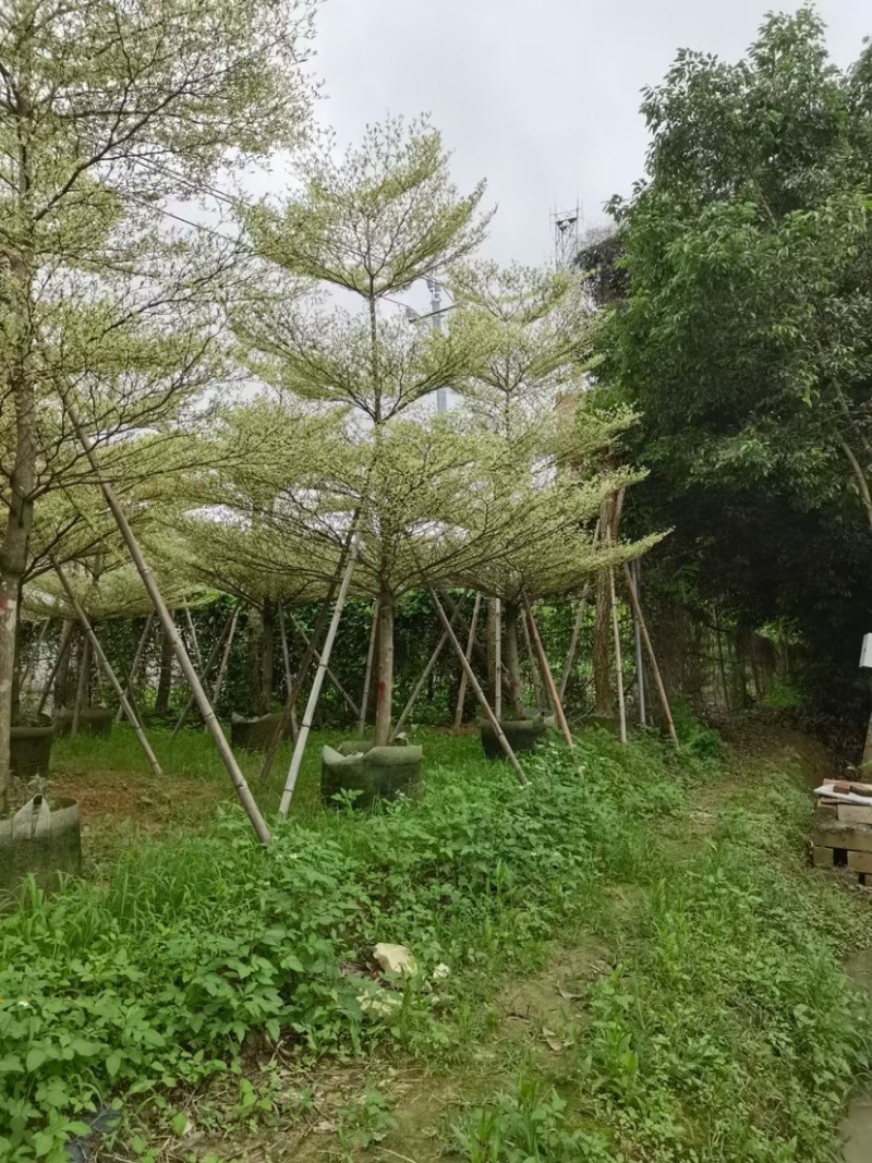 锦叶榄仁树基地直销规格齐全欢迎老板来电咨询合作