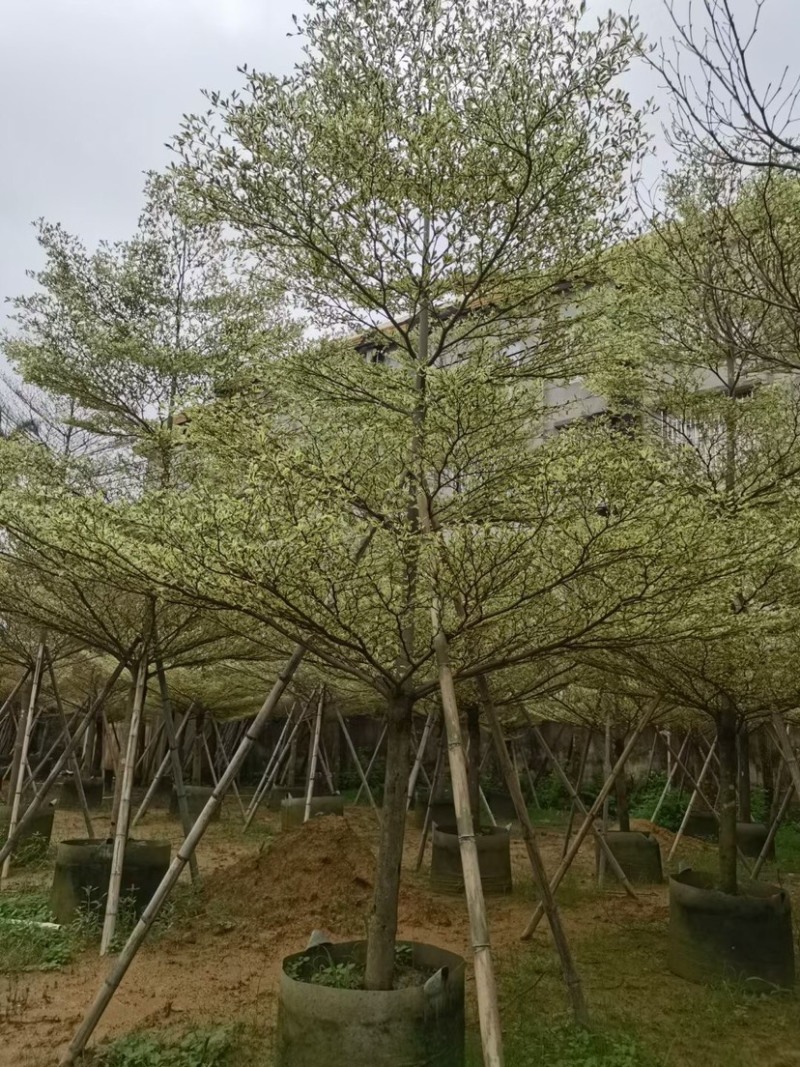 锦叶榄仁树基地直销规格齐全欢迎老板来电咨询合作