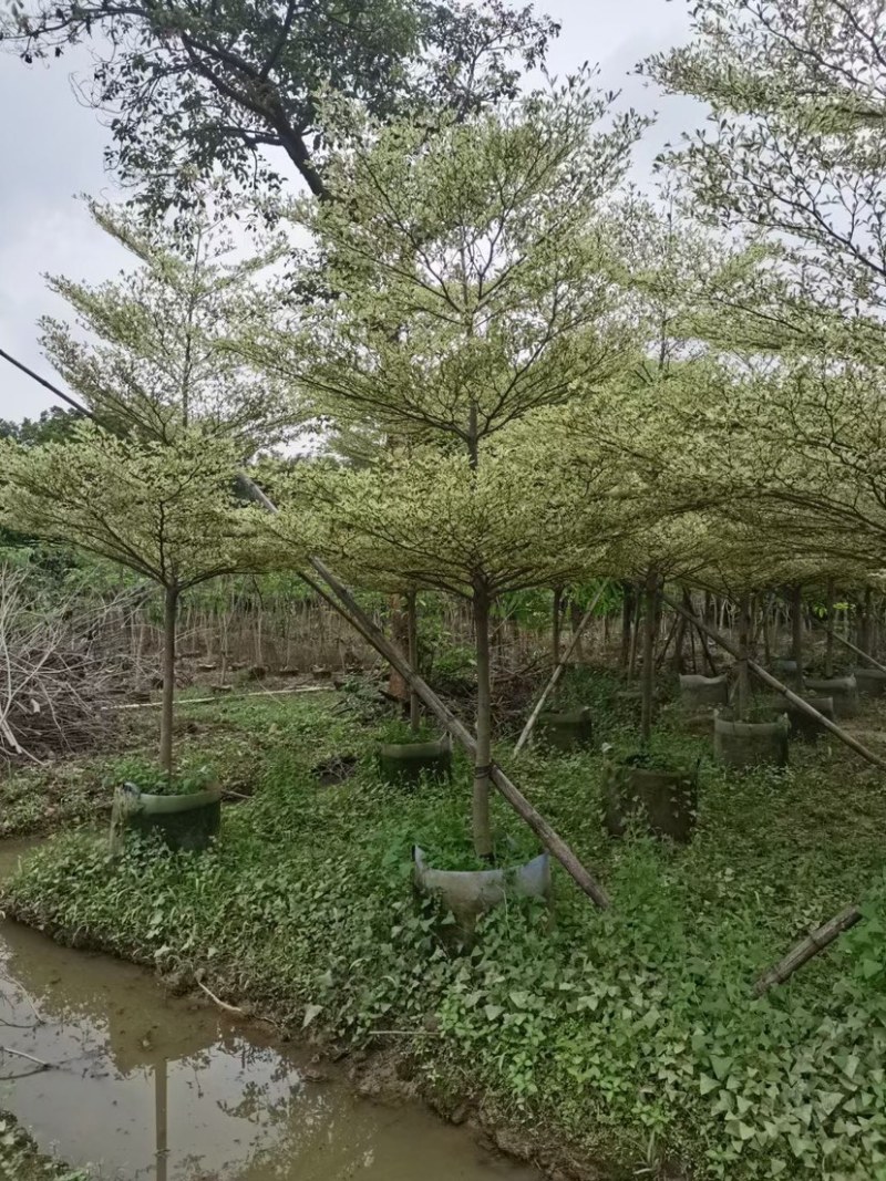 锦叶榄仁树基地直销规格齐全欢迎老板来电咨询合作