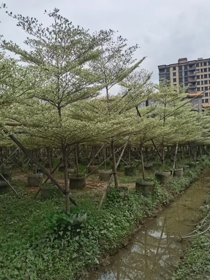 锦叶榄仁树基地直销规格齐全欢迎老板来电咨询合作