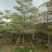 锦叶榄仁树基地直销规格齐全欢迎老板来电咨询合作