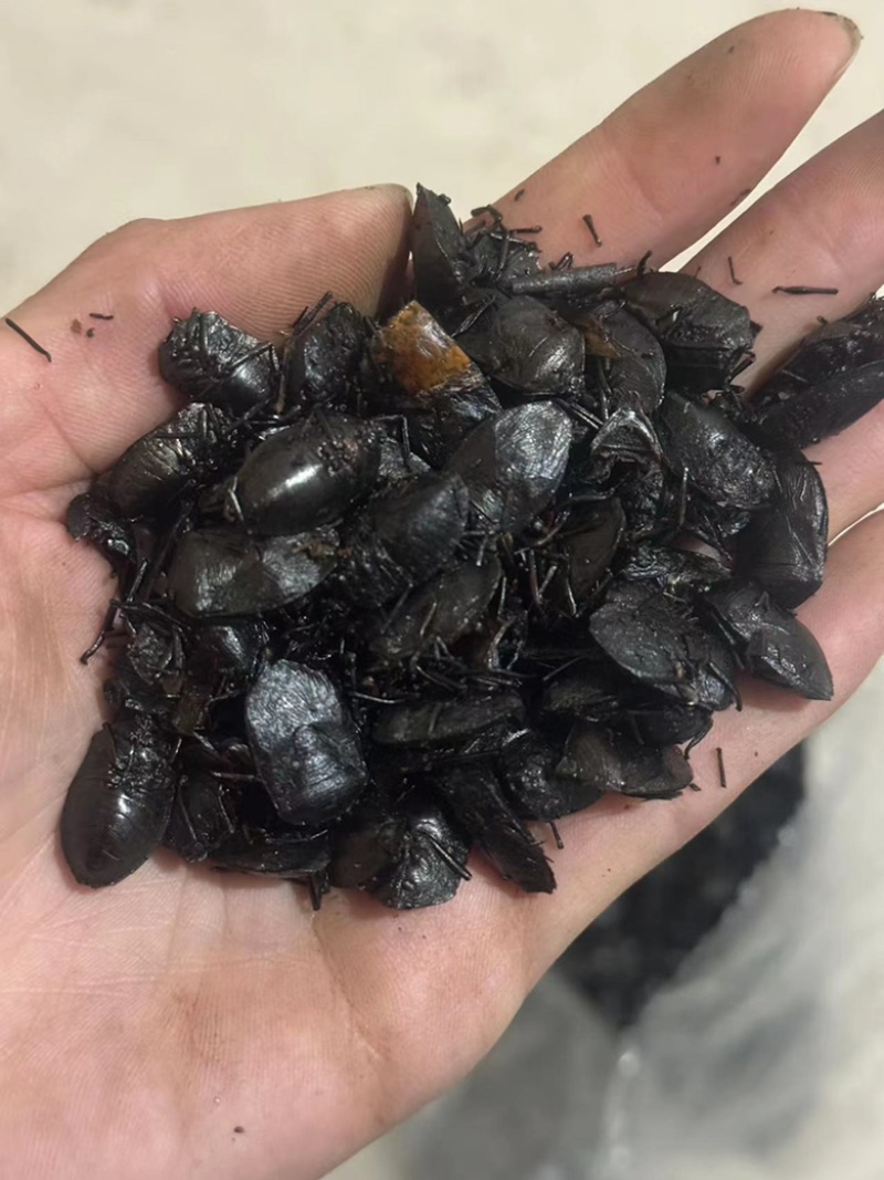 九香虫小九香虫大九香虫实拍九香虫现货